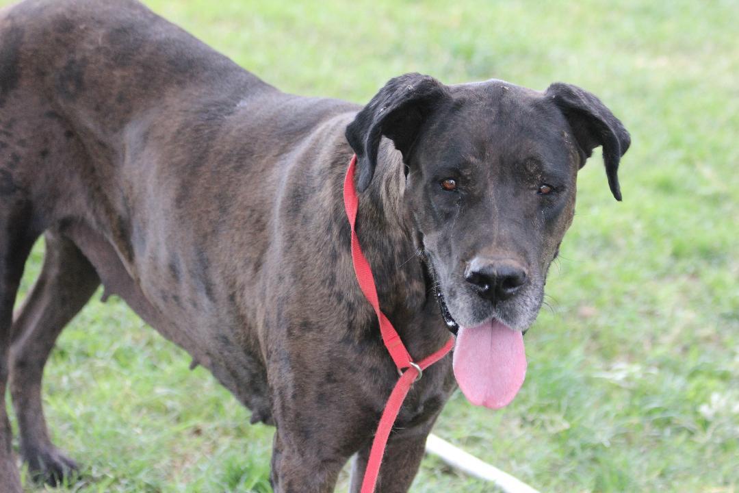 Enlarge Griselda, a Adoptable Great Dane in Pearce, AZ image 3/6