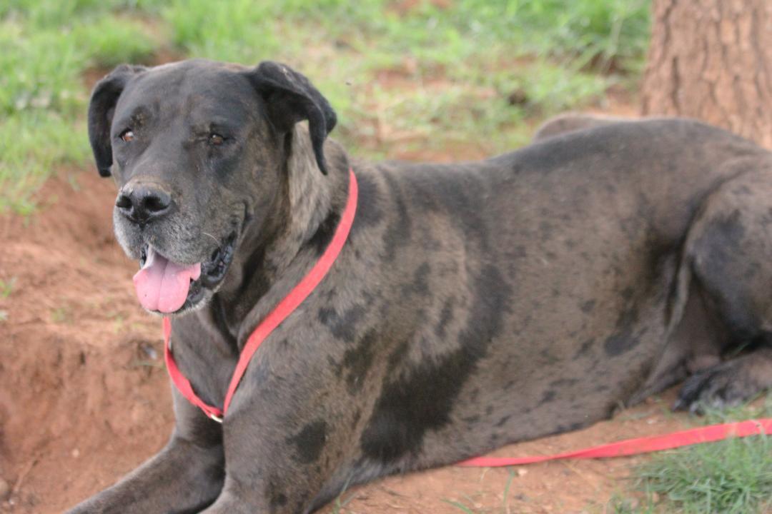 Enlarge Griselda, a Adoptable Great Dane in Pearce, AZ image 4/6