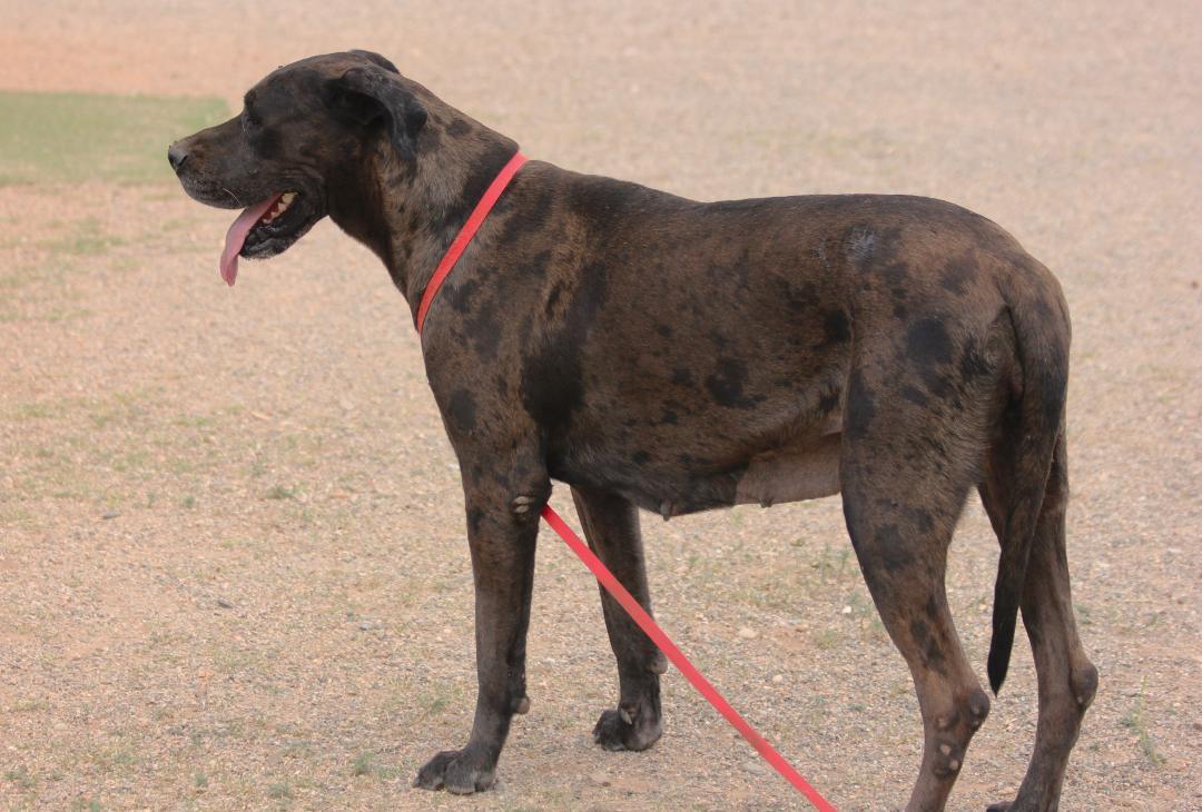 Griselda, Adoptable, Young Female Great Dane.