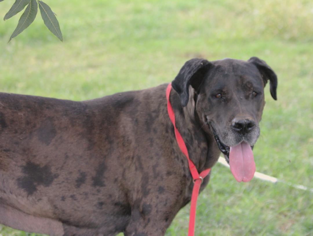 Enlarge Griselda, a Adoptable Great Dane in Pearce, AZ image 6/6