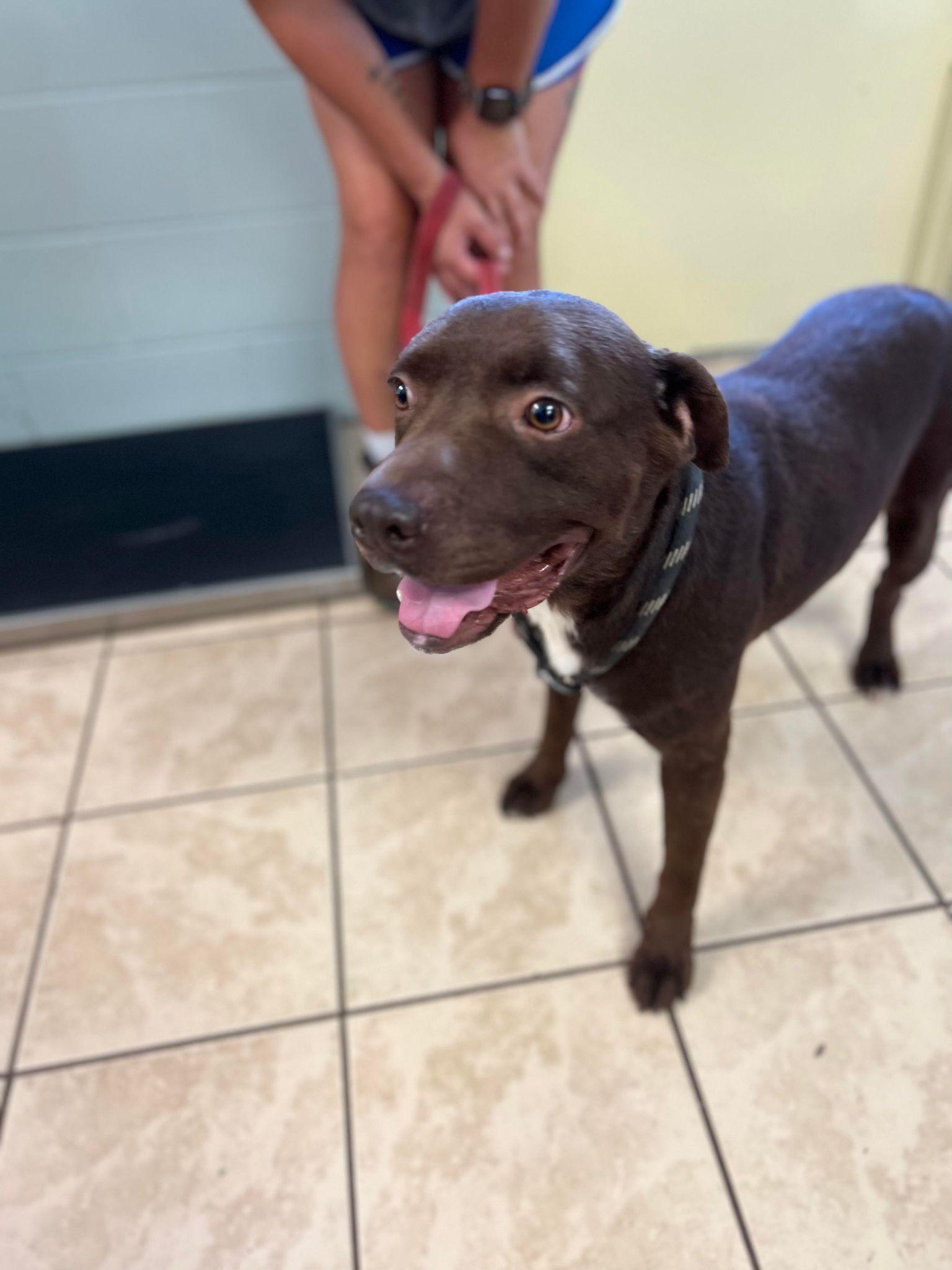 Rory, Adoptable, Adult Male Retriever & Pit Bull Terrier.