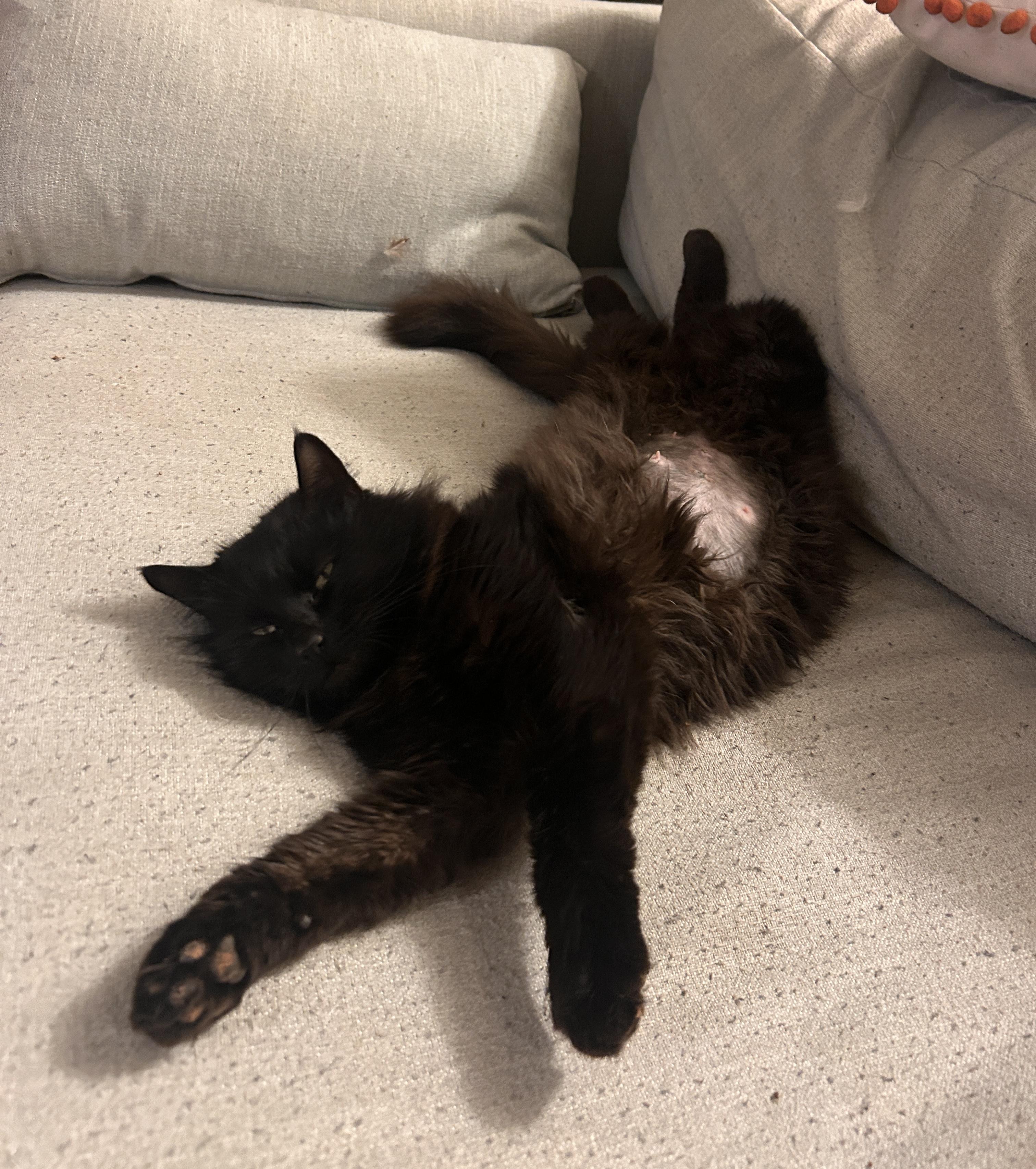 Enlarge Wednesday, a ADOPTABLE Domestic Short Hair in Boston, MA image 2/5