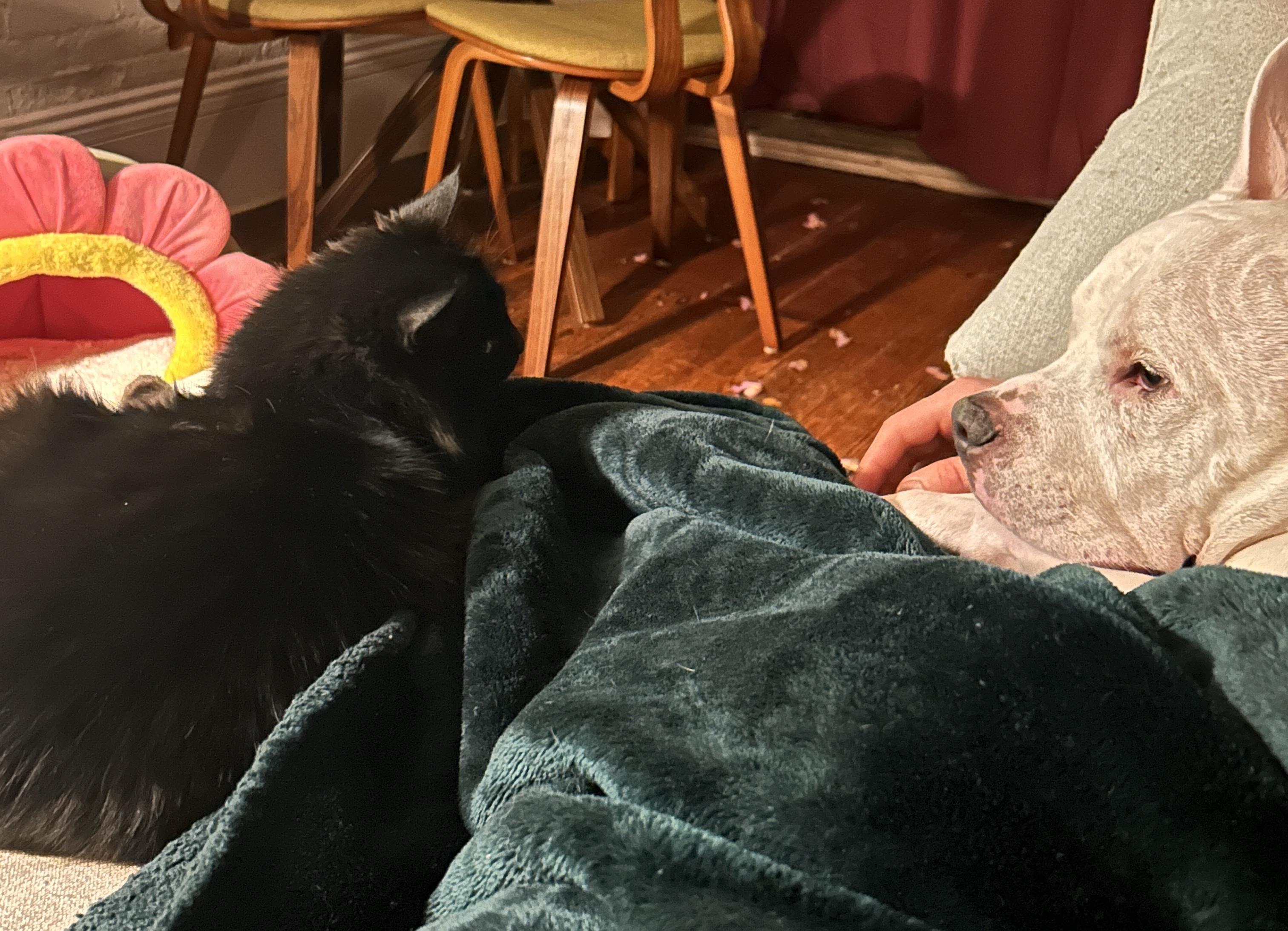 Enlarge Wednesday, a ADOPTABLE Domestic Short Hair in Boston, MA image 3/5