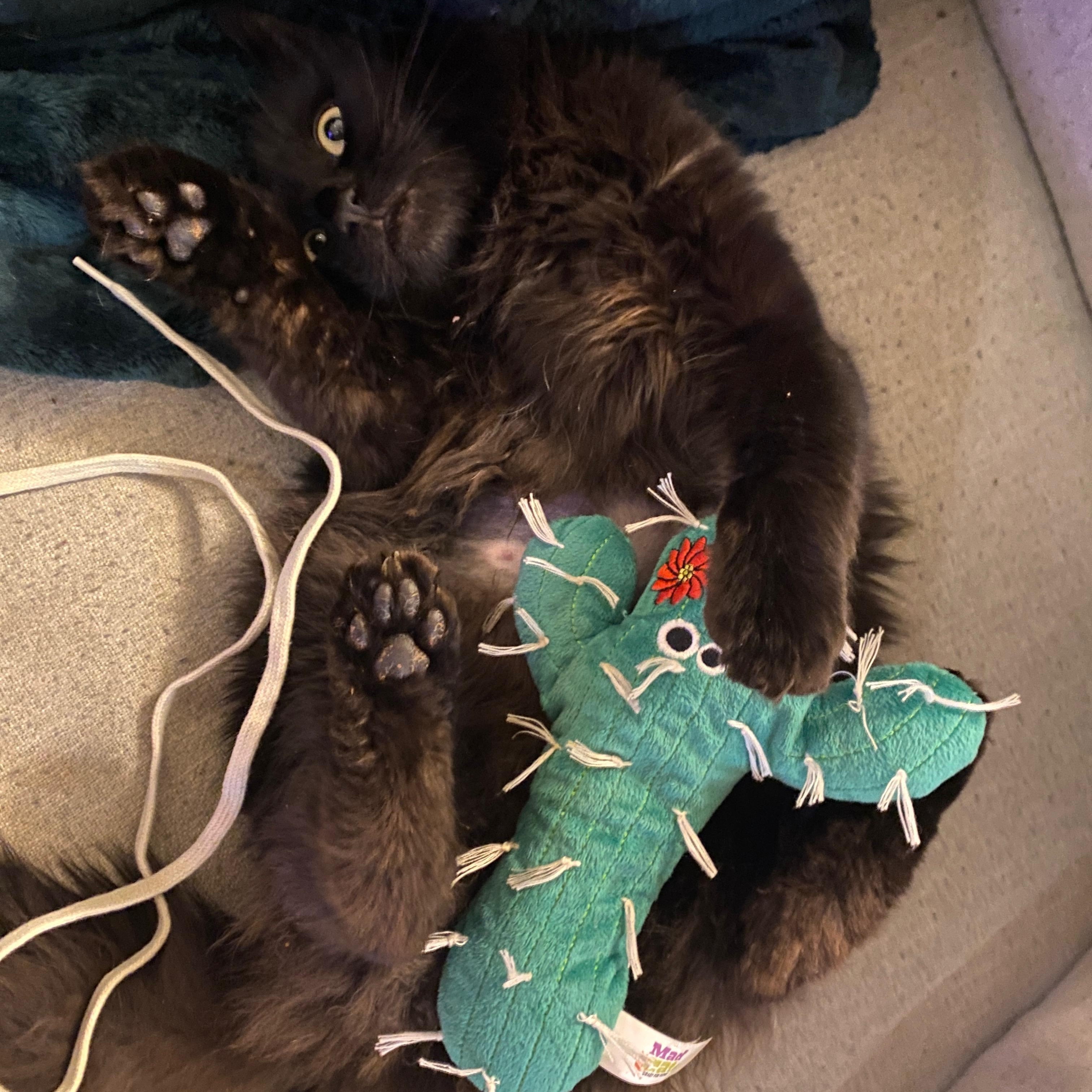 Enlarge Wednesday, a ADOPTABLE Domestic Short Hair in Boston, MA image 4/5