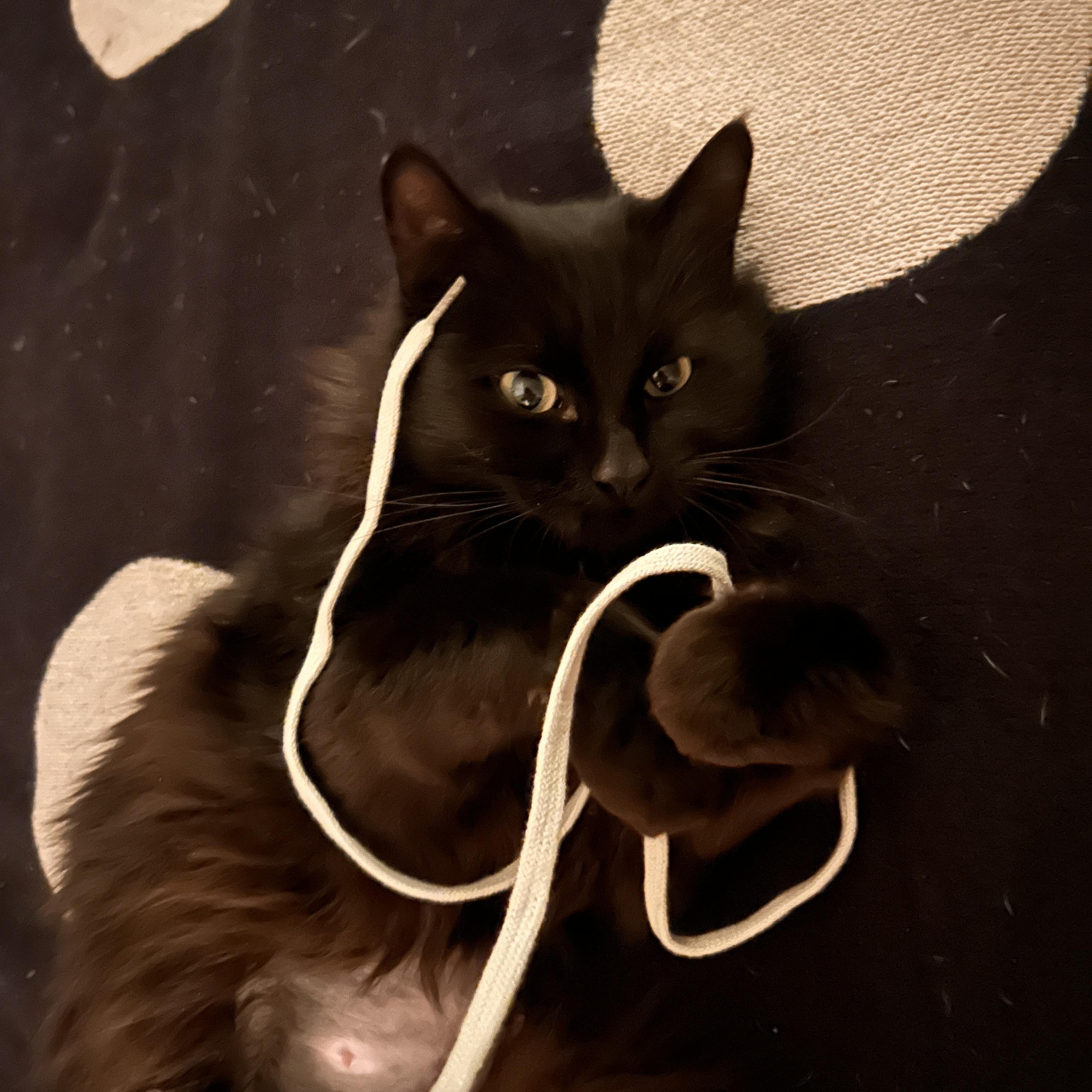 Enlarge Wednesday, a ADOPTABLE Domestic Short Hair in Boston, MA image 1/5