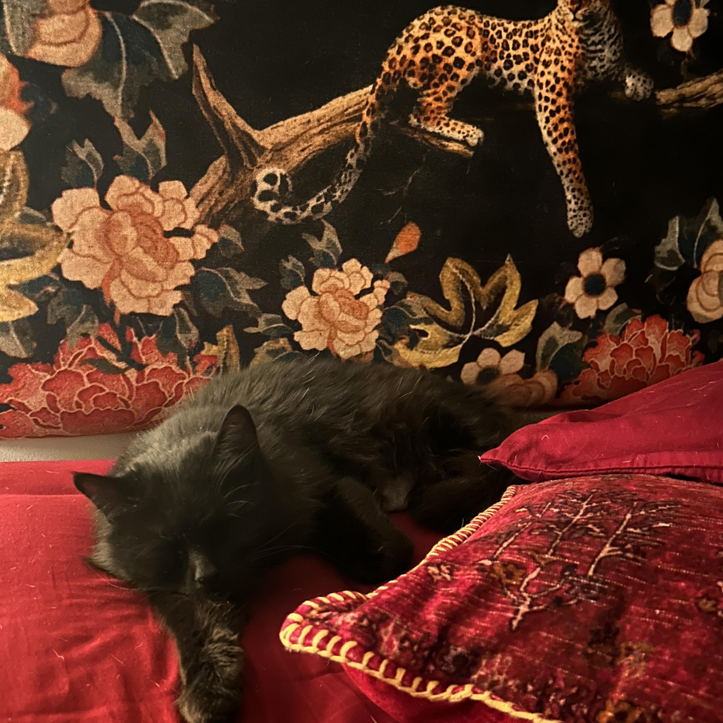 Enlarge Wednesday, a ADOPTABLE Domestic Short Hair in Boston, MA image 5/5