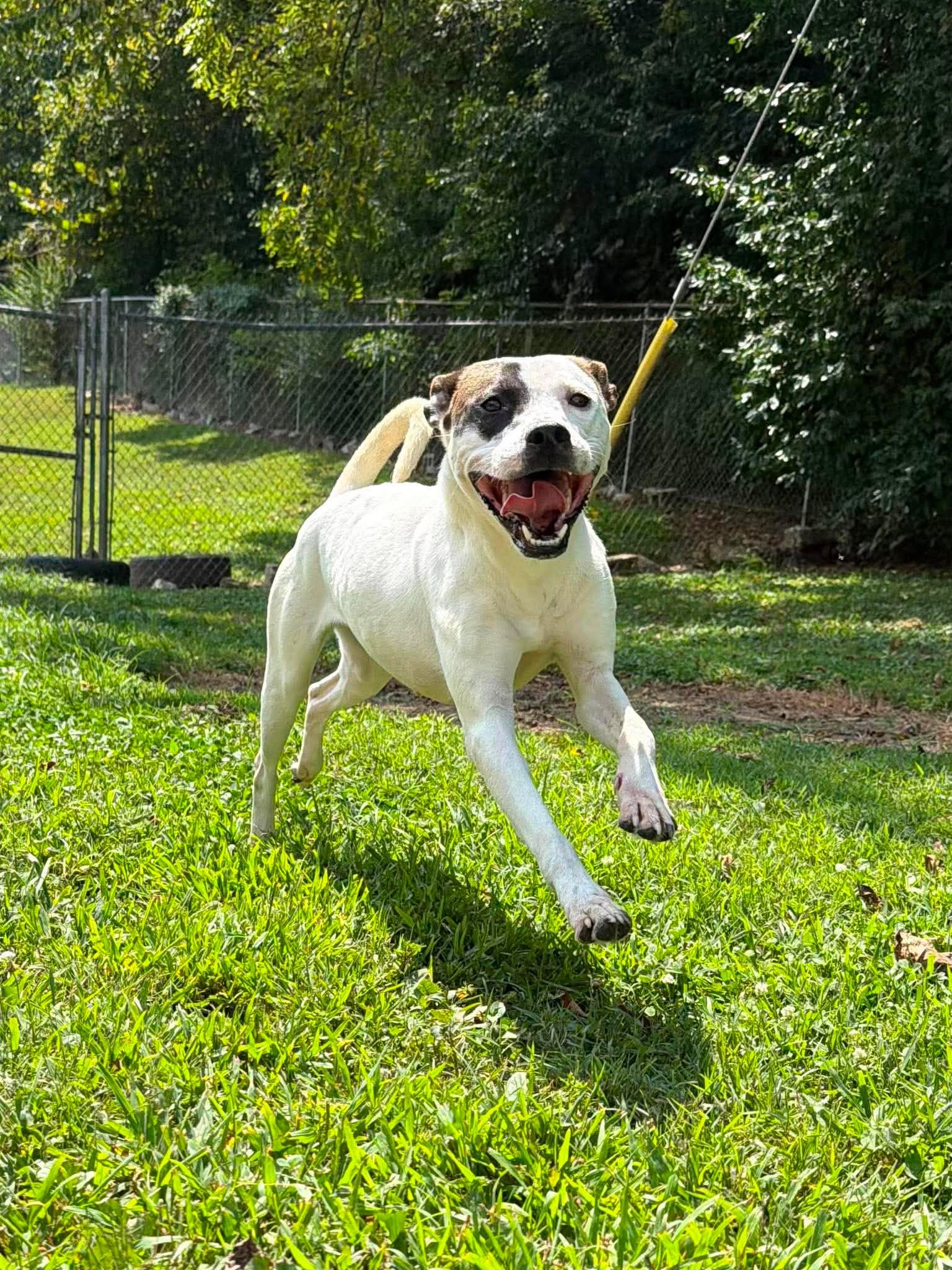 Honey, Adoptable, Adult Female Mixed Breed.