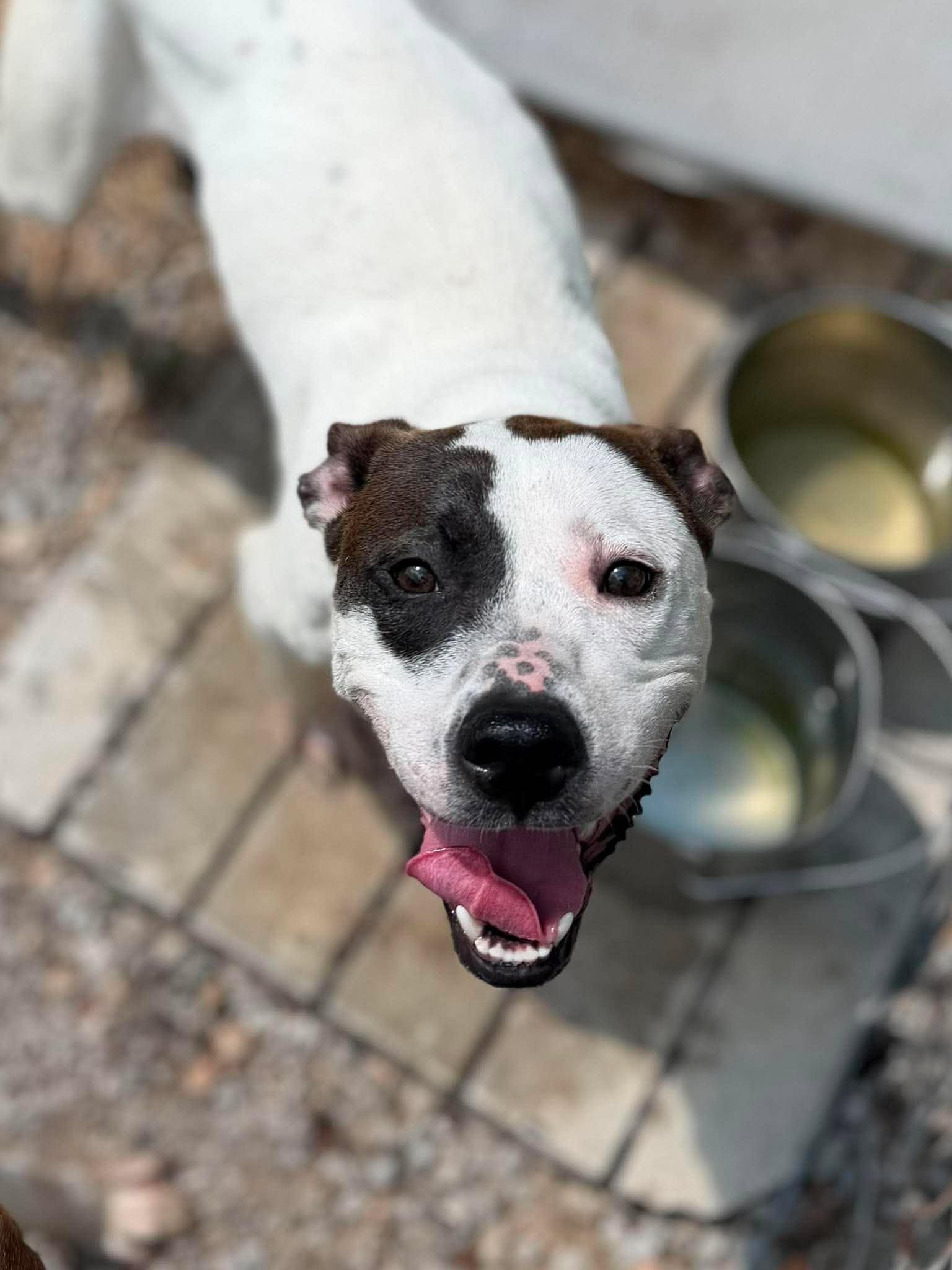 Enlarge Honey, a Adoptable Mixed Breed in Leitchfield, KY image 2/2