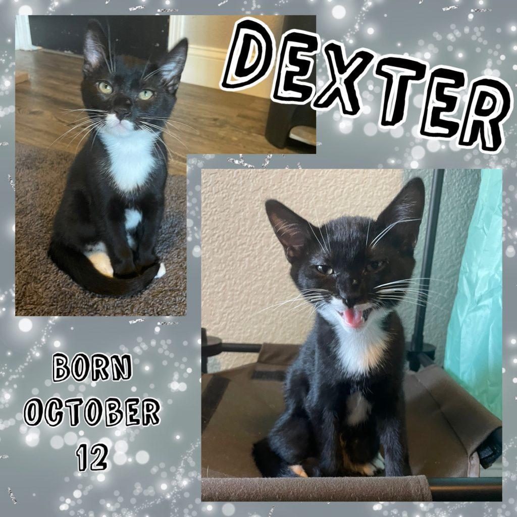 Enlarge Dexter, a Adopted Tuxedo in Salida, CA image 1/2
