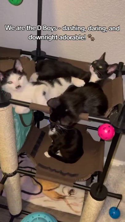 Enlarge Dexter, a Adopted Tuxedo in Salida, CA video 2/2