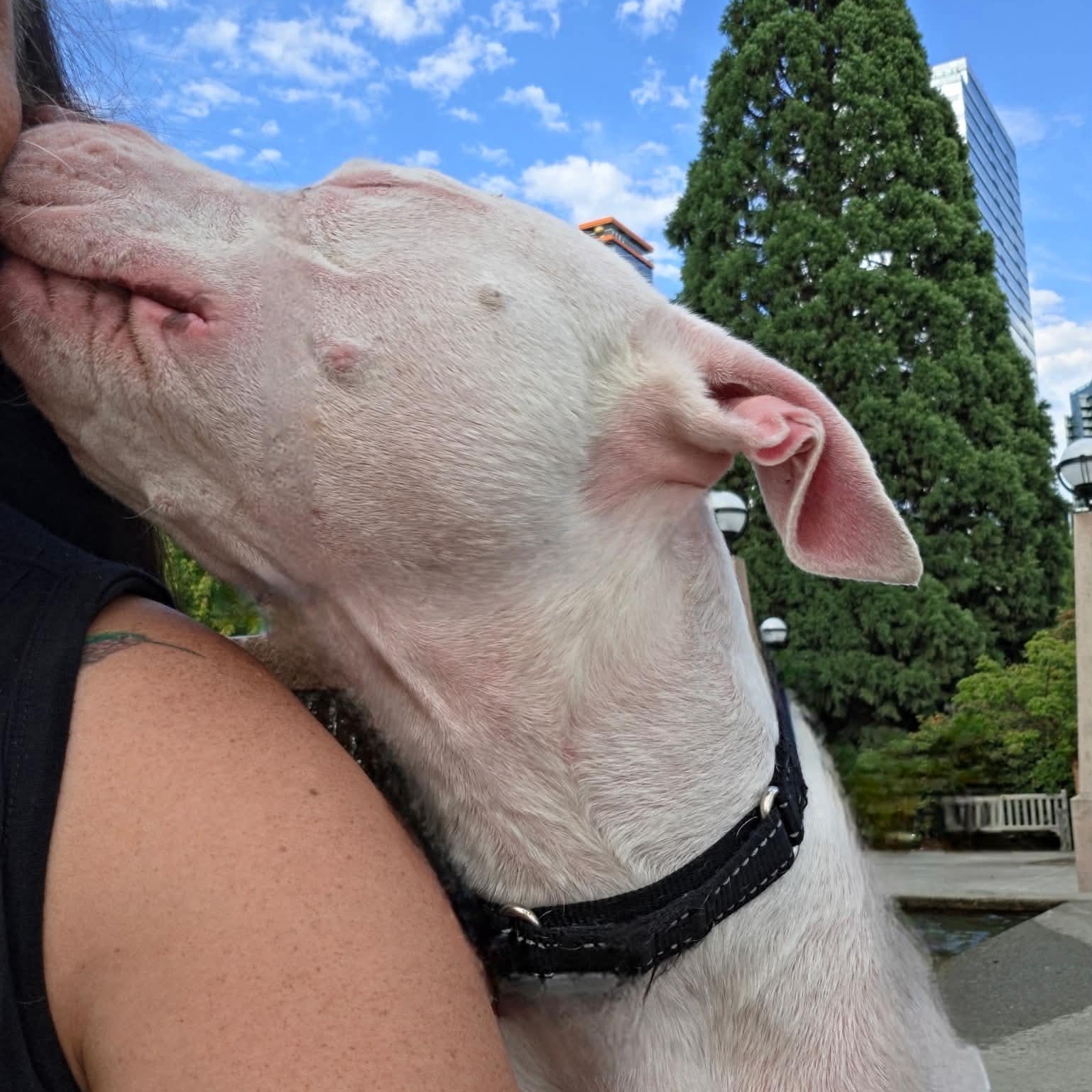 Enlarge CJ is the perfect staffie, a ADOPTABLE mixed breed in Redmond, WA image 4/6