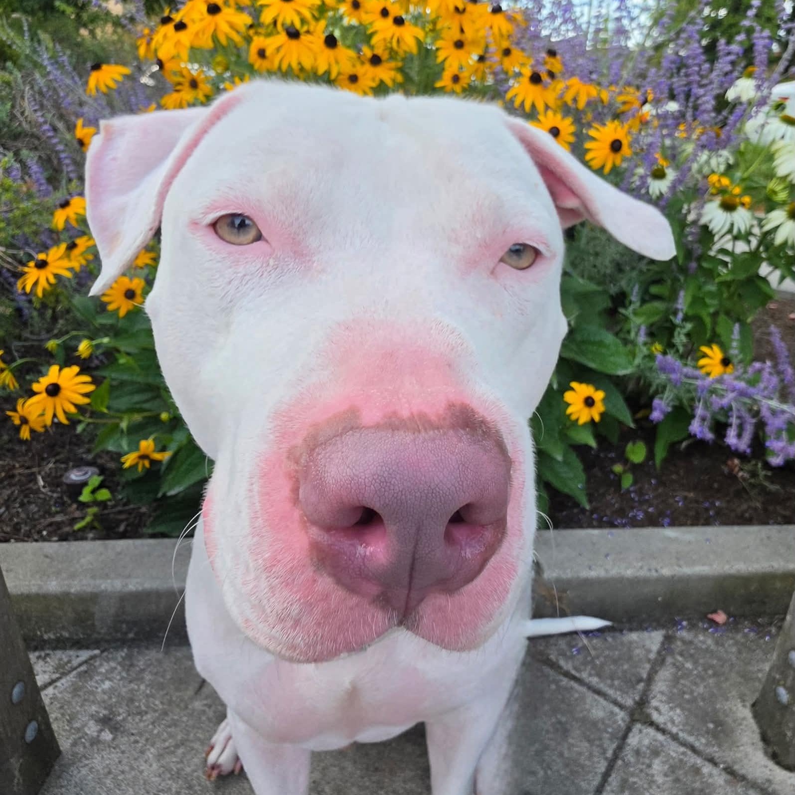 Enlarge CJ is the perfect staffie, a ADOPTABLE mixed breed in Redmond, WA image 6/6