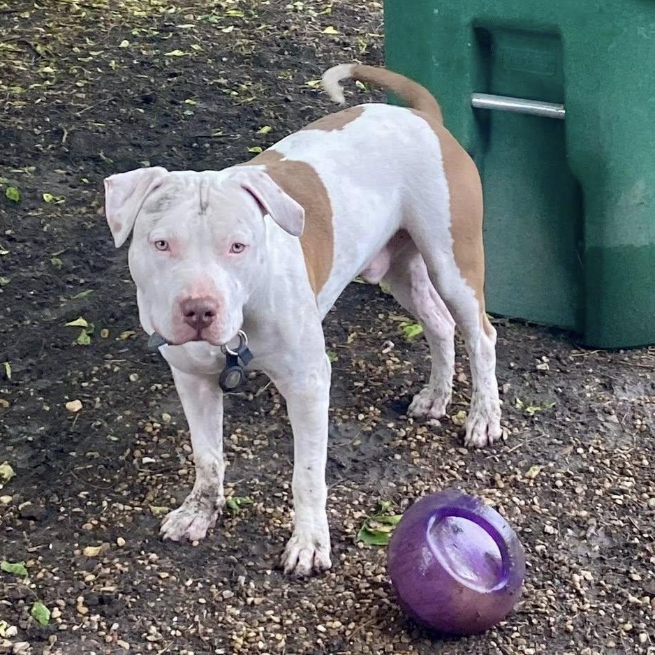 Enlarge CJ, a ADOPTABLE mixed breed in Redmond, WA image 5/6