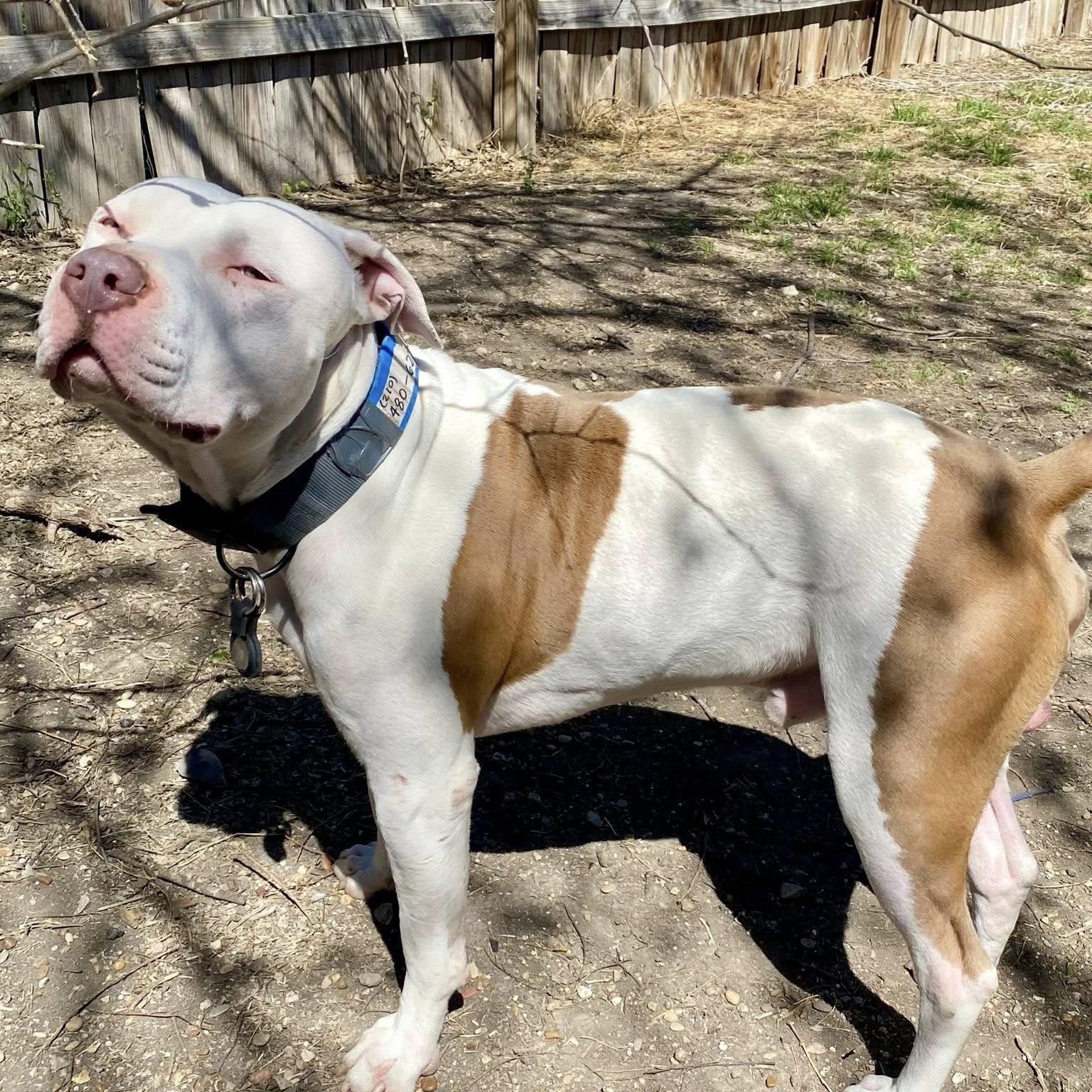 CJ, ADOPTABLE, Young Male American Staffordshire Terrier.