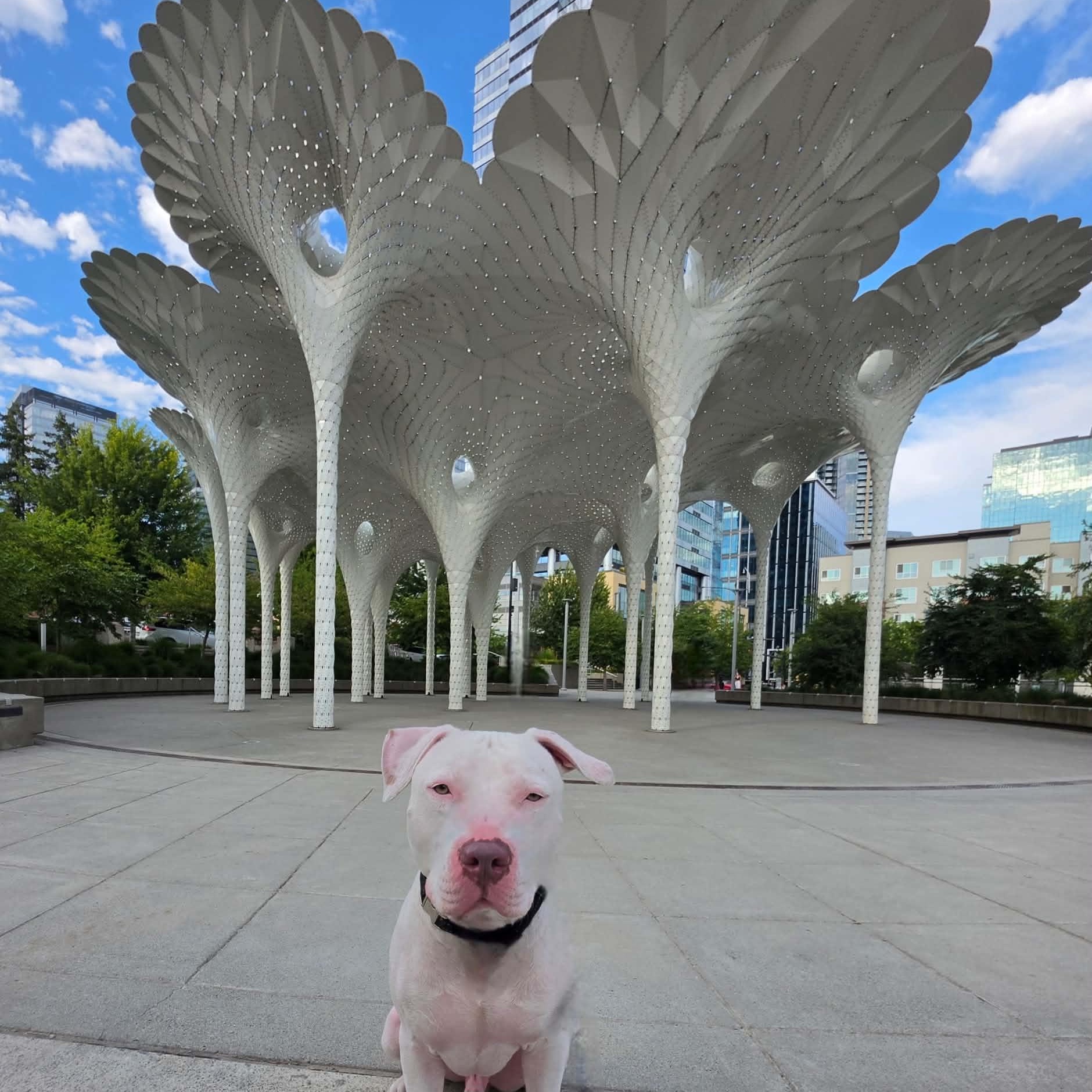 Enlarge CJ is the perfect staffie, a ADOPTABLE mixed breed in Redmond, WA image 5/6