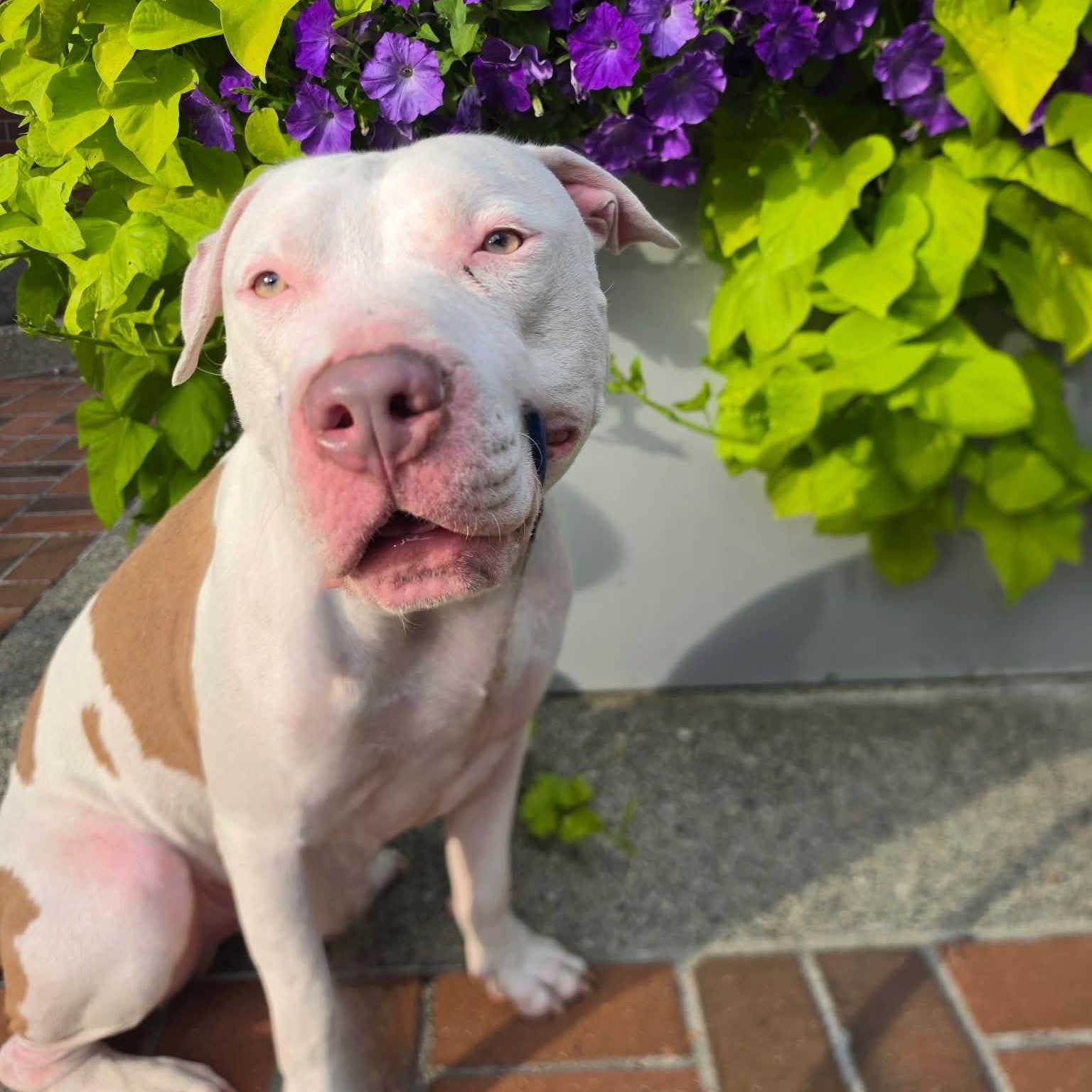 CJ is the perfect staffie, ADOPTABLE, Young Male American Staffordshire Terrier.