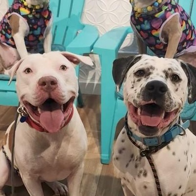 CJ is in Washington, ADOPTABLE, Young Male American Staffordshire Terrier.