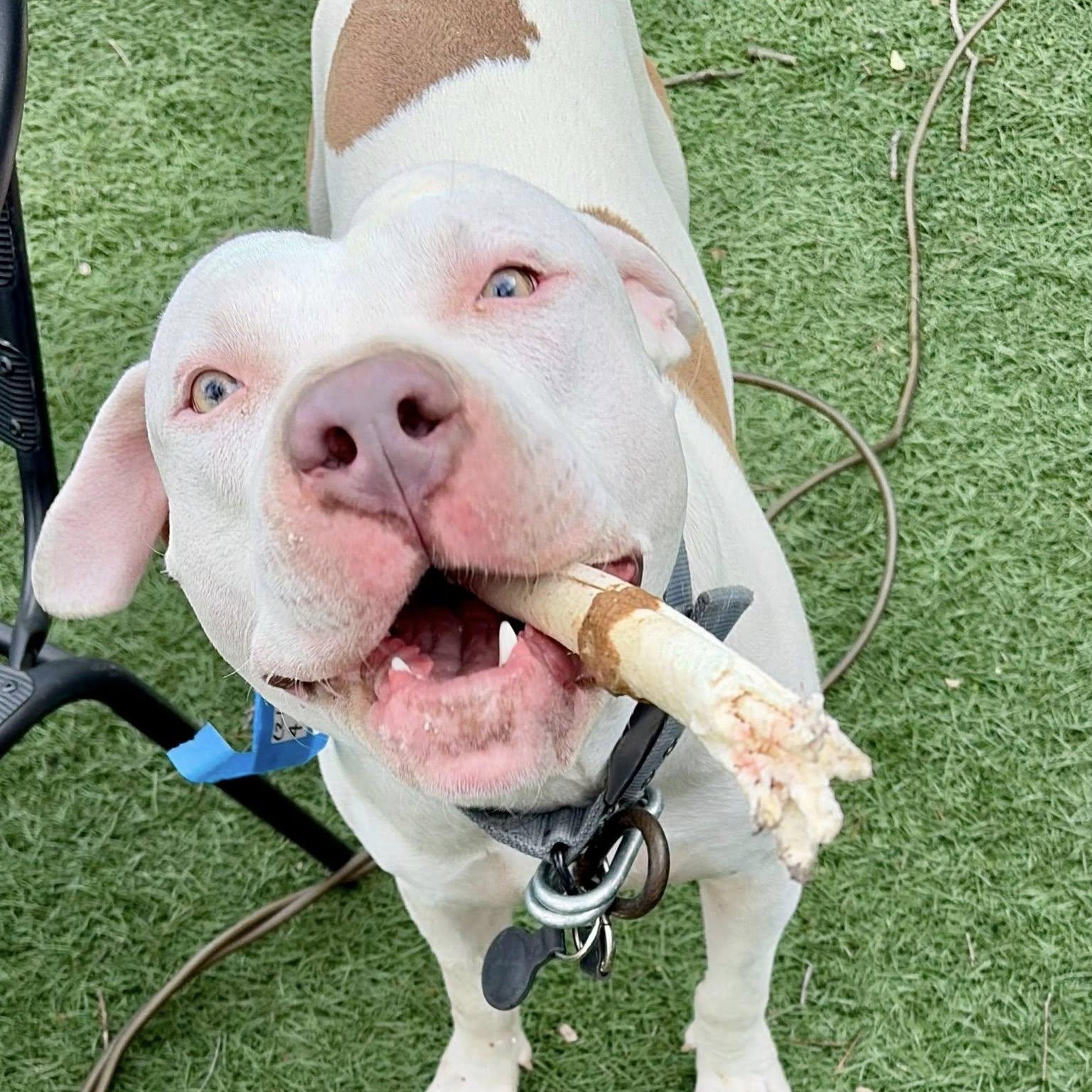 Enlarge CJ, a ADOPTABLE mixed breed in Redmond, WA image 2/6