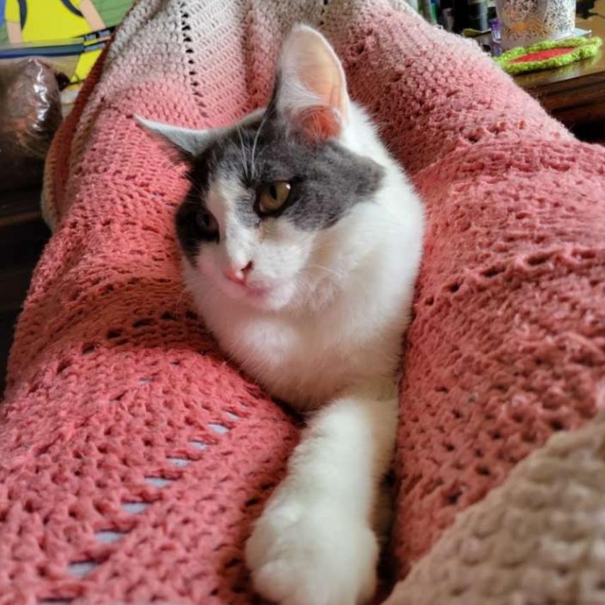 Misty, a Adoptable Domestic Short Hair in Spokane, WA image 1/6