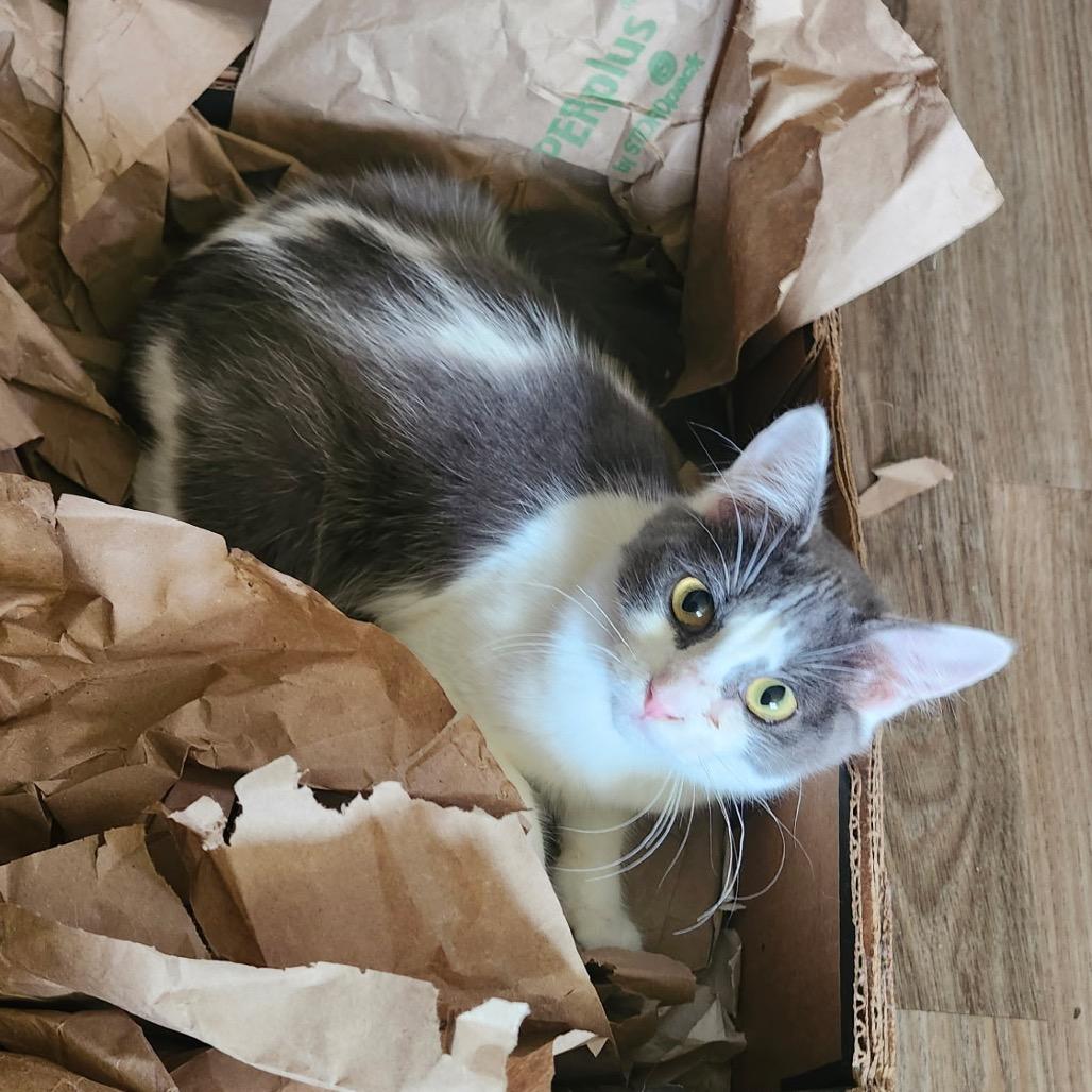 Misty, a Adoptable Domestic Short Hair in Spokane, WA image 2/6