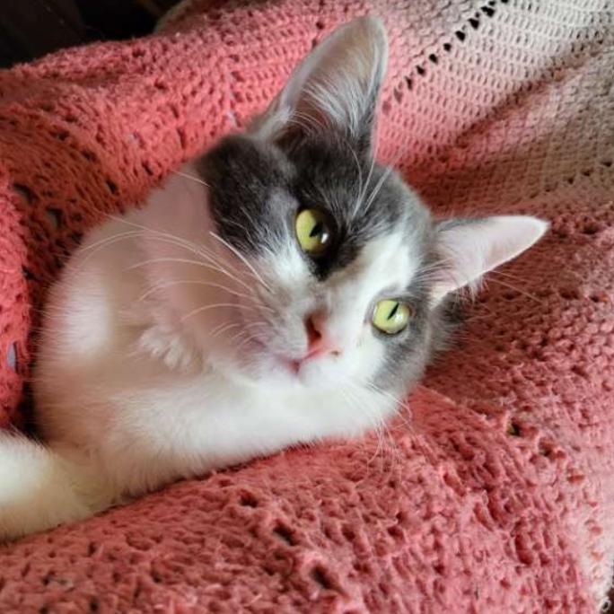 Misty, a Adoptable Domestic Short Hair in Spokane, WA image 4/6