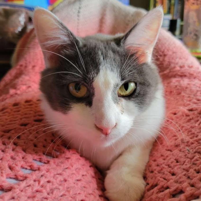 Misty, a Adoptable Domestic Short Hair in Spokane, WA image 5/6