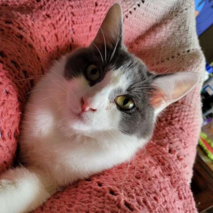 Misty, a Adoptable Domestic Short Hair in Spokane, WA image 6/6