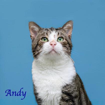 ANDY, a Adoptable mixed breed in Parma, OH image 1/2