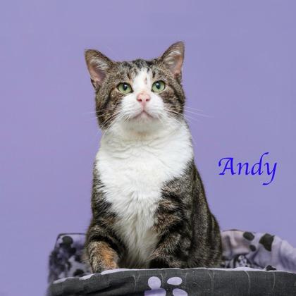 ANDY, a Adoptable mixed breed in Parma, OH image 2/2
