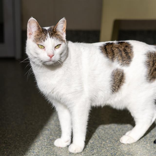 Enlarge DIBU, a Adoptable Domestic Short Hair in Methuen, MA image 1/1