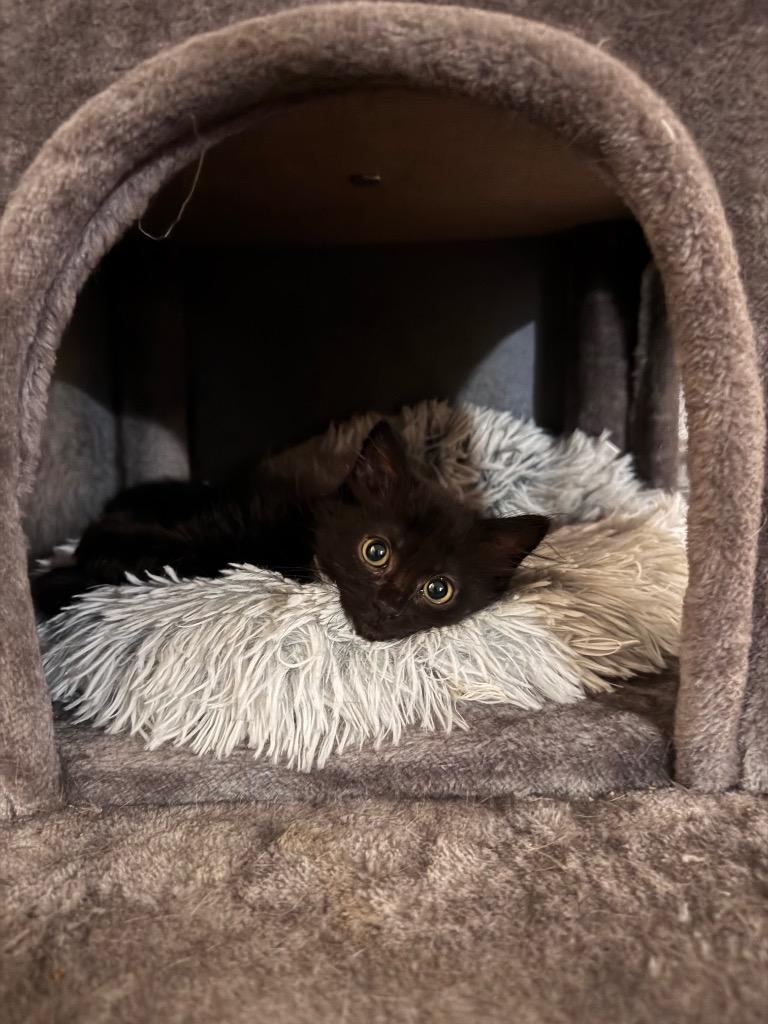 Helga Hufflepuff, Adoptable, Kitten Female Domestic Short Hair.