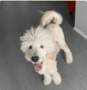 Jameson, Adopted, Adult Male Standard Poodle.