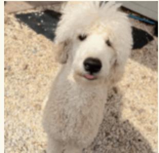 Jameson, a Adopted mixed breed in Houston, TX image 3/3