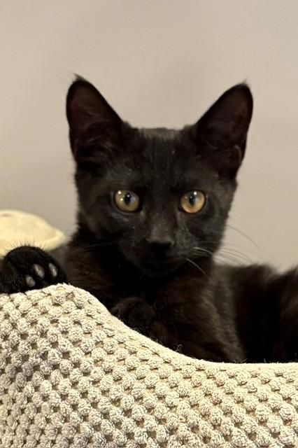 Bonnie (LE), an adopted Domestic Short Hair in Little Falls, NJ image 3/4