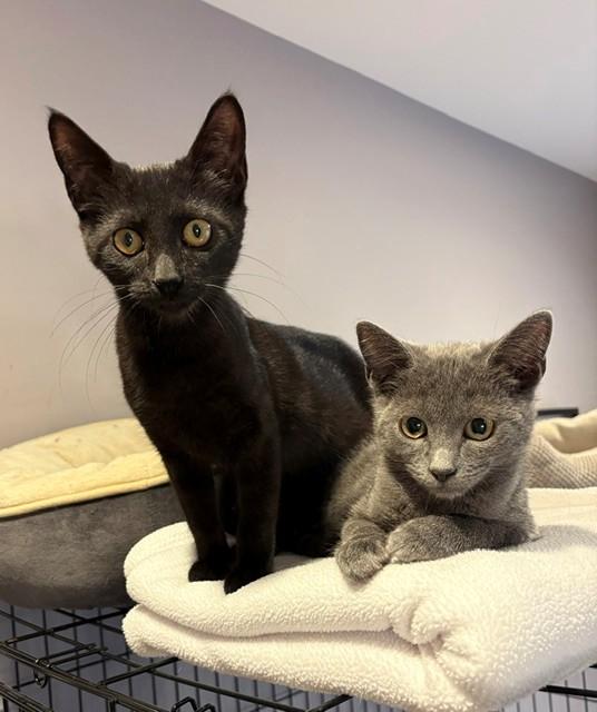 Bonnie (LE), an adopted Domestic Short Hair in Little Falls, NJ image 4/4