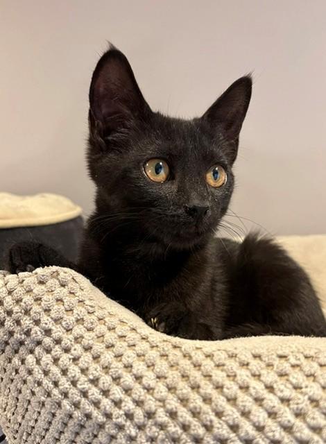 Bonnie (LE), adopted, Kitten Female Domestic Short Hair.
