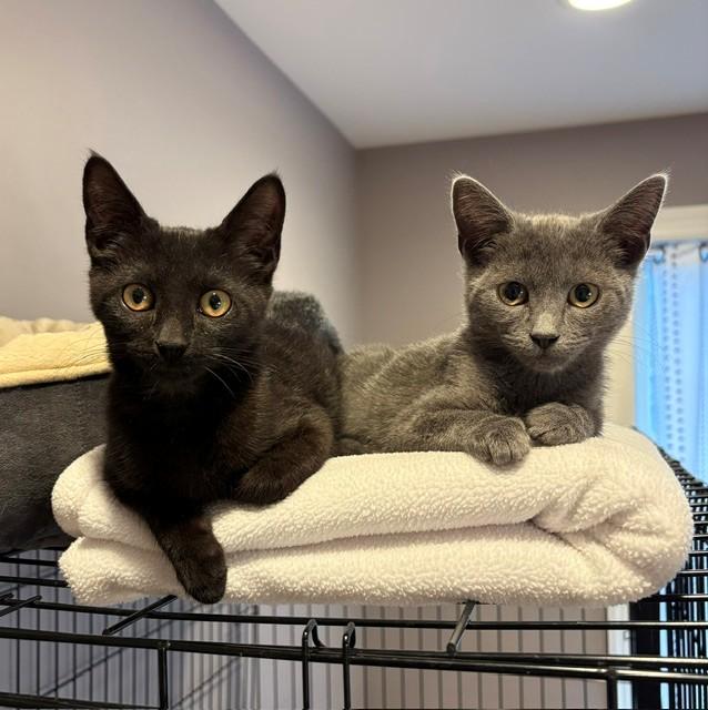 Bonnie (LE), an adopted Domestic Short Hair in Little Falls, NJ image 2/4
