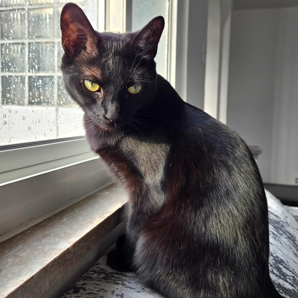 Enlarge Pandemonium, a Adoptable Domestic Short Hair in Greensburg, PA image 2/3