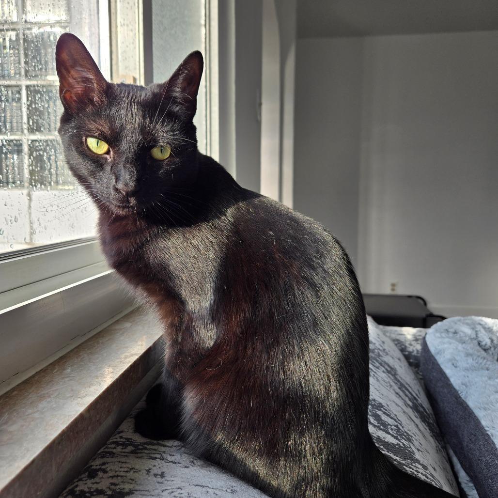 Enlarge Pandemonium, a Adoptable Domestic Short Hair in Greensburg, PA image 3/3