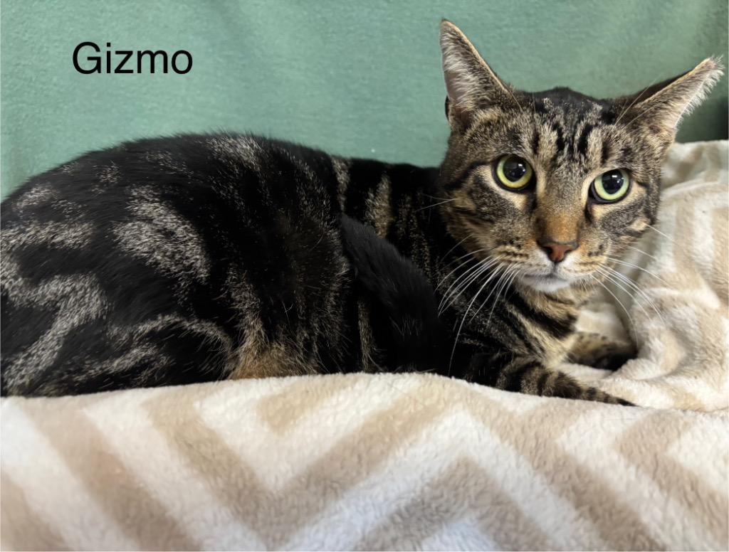Enlarge Gizmo / Phoenix, a Adoptable mixed breed in Wabash, IN image 1/1