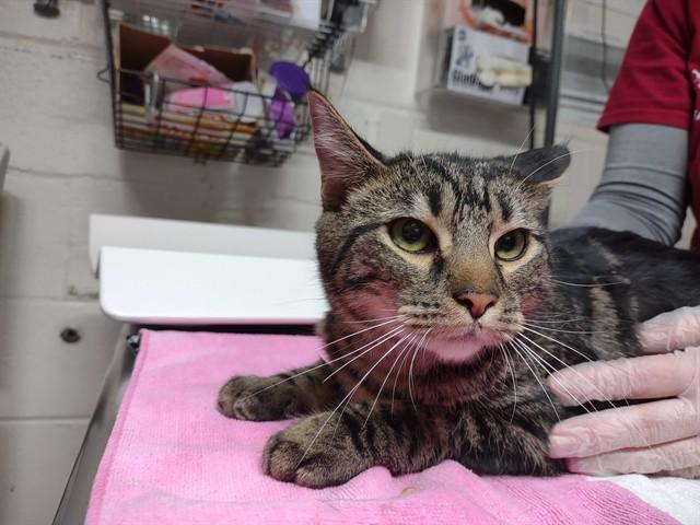 HALE — thumbnail 2