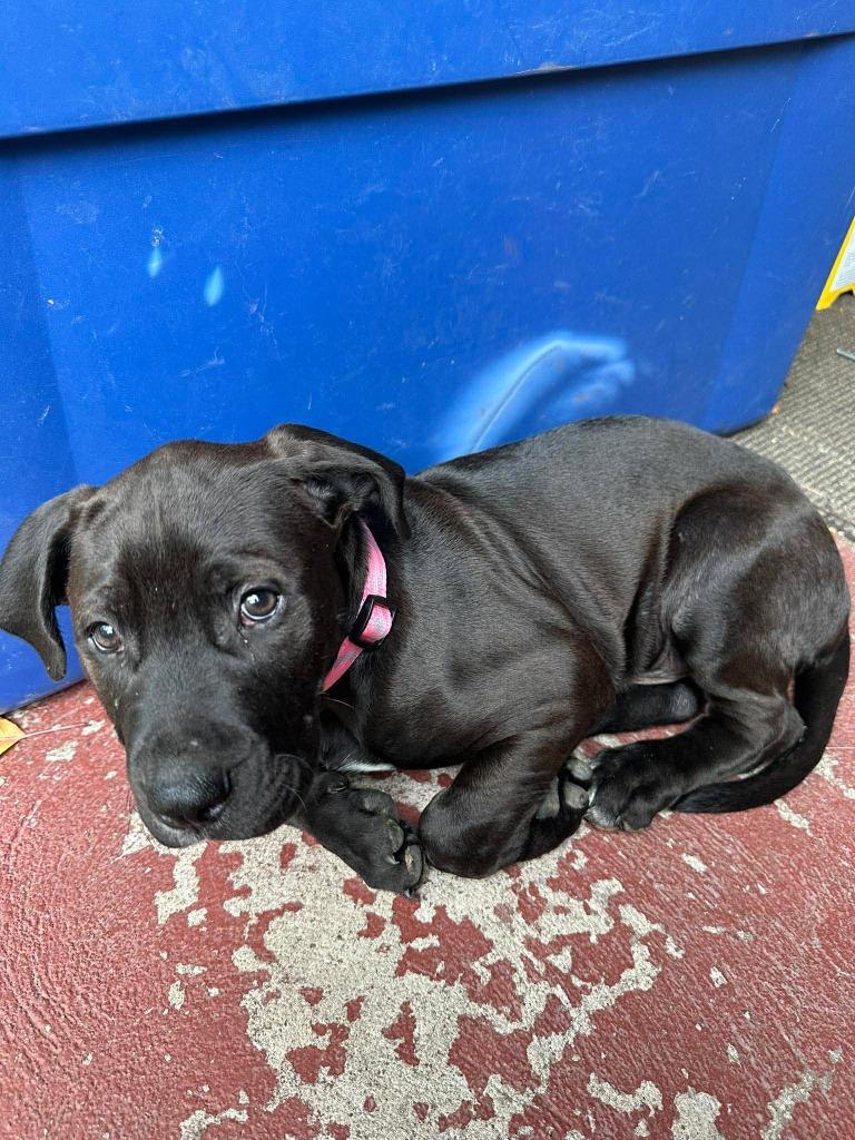 Dozer, Adoptable, Puppy Male Pit Bull Terrier & Labrador Retriever.