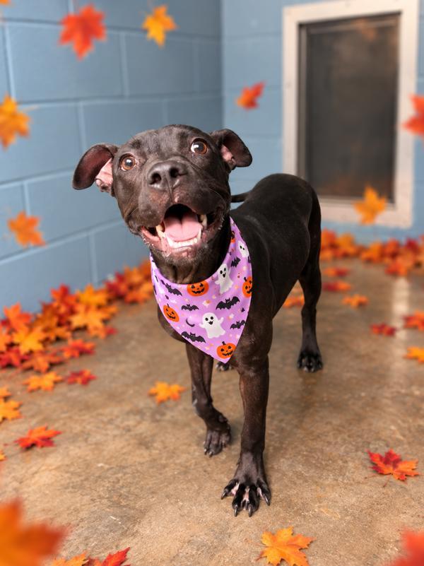 Enlarge Rue, a Adoptable mixed breed in Lafayette, LA image 1/1