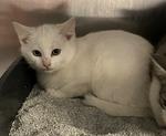 Opal, ADOPTABLE, Kitten Female Domestic Short Hair.