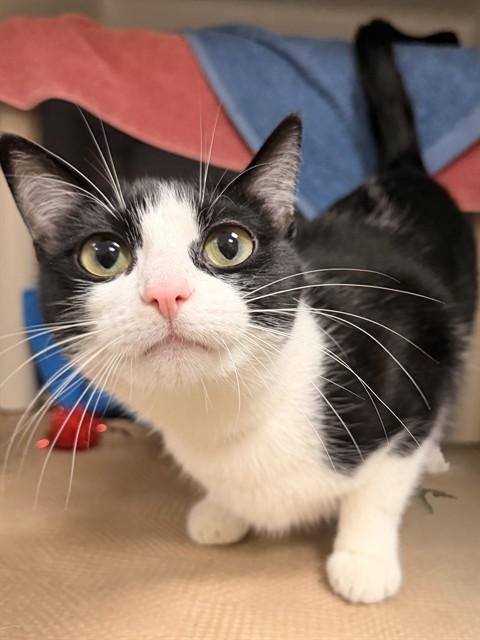 MILA, Adoptable, Young Female Domestic Short Hair.