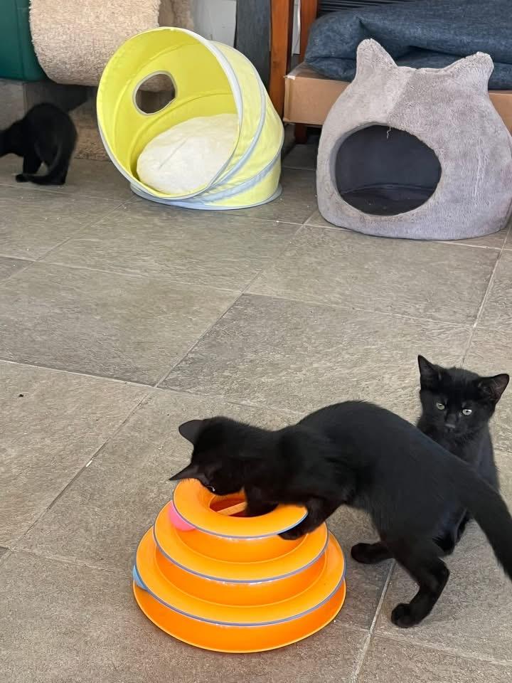 Inky, adopted, Young Female Domestic Short Hair.