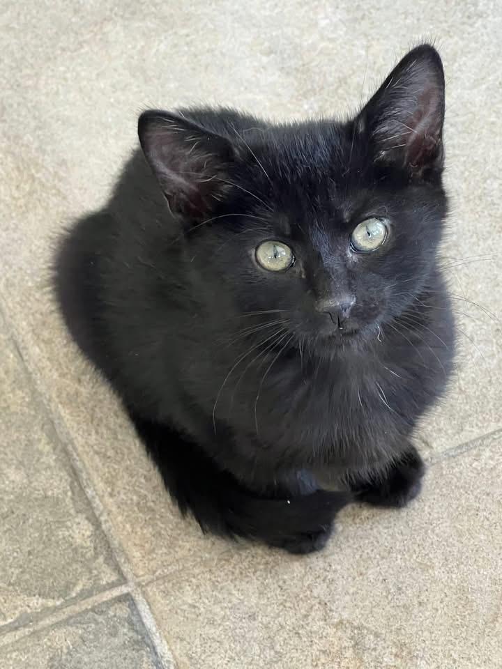 Enlarge Inky, an adopted Domestic Short Hair in Riverside, RI image 2/2