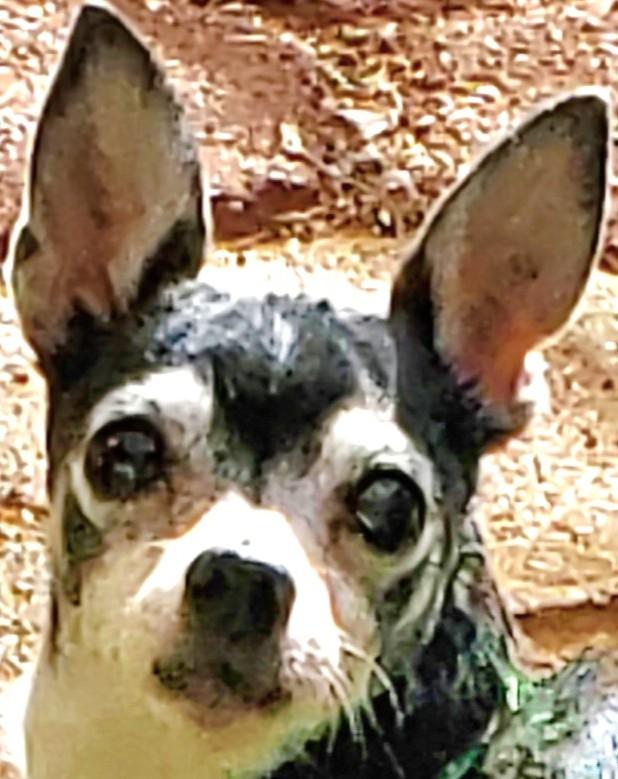 Enlarge MIKEY, an adopted Chihuahua in Tucson, AZ image 1/3