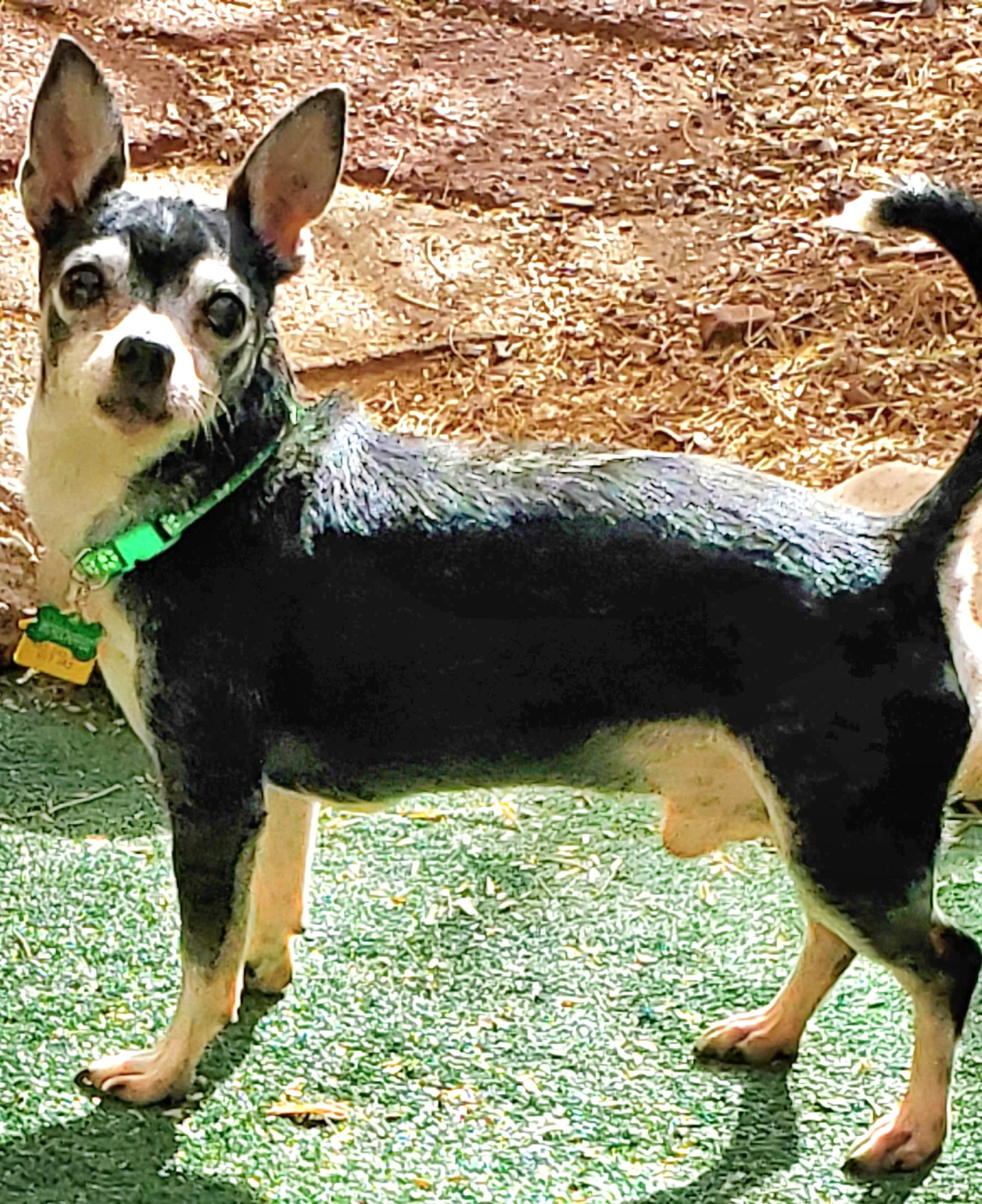Enlarge MIKEY, an adopted Chihuahua in Tucson, AZ image 2/3