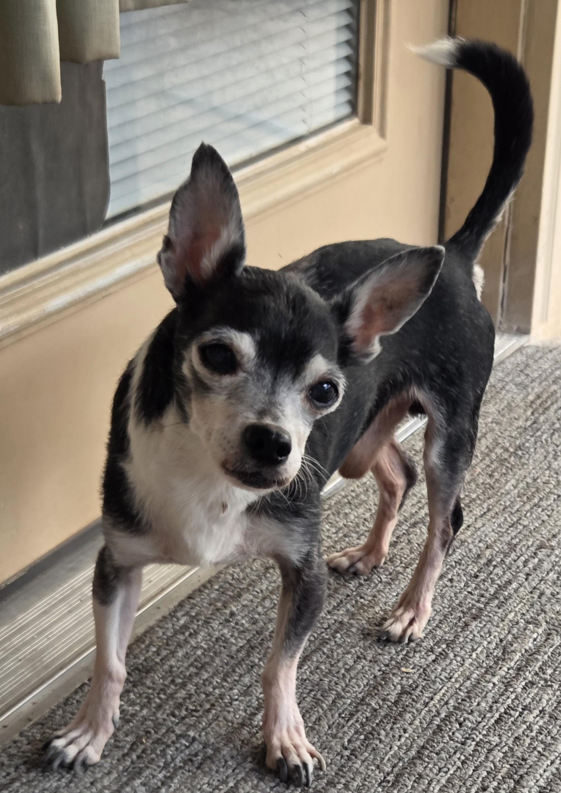 Enlarge MIKEY, an adopted Chihuahua in Tucson, AZ image 3/3